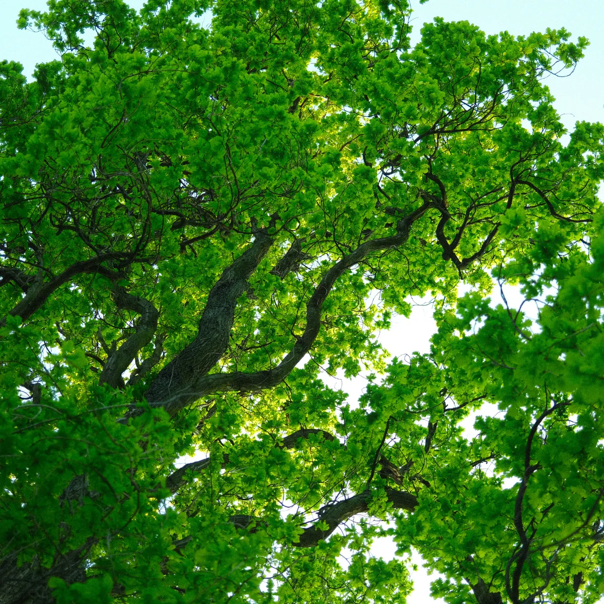 An old tree standing alone in soft light